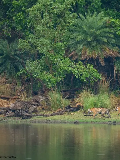 Riddhi's cubs on the move along the water's edge. Their journey to adulthood is filled with lessons, play, and the constant guidance of their powerful mother.