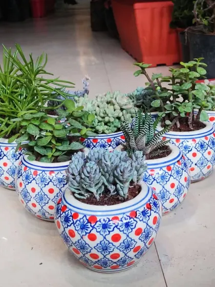 These beautiful ceramic pots filled with assorted succulents are a popular choice for corporate gifting and event return gifts. They are low-maintenance, long-lasting, and add a touch of green to any desk.