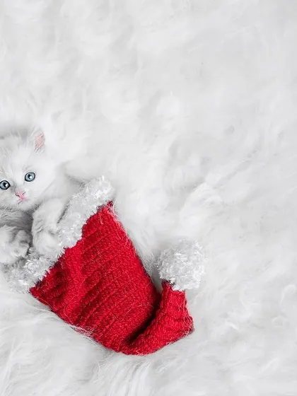 A tiny white kitten in a Santa hat for the December photo. Festive shoots like this are a great way to engage the community during the holidays and raise crucial end-of-year funds for animal rescue.