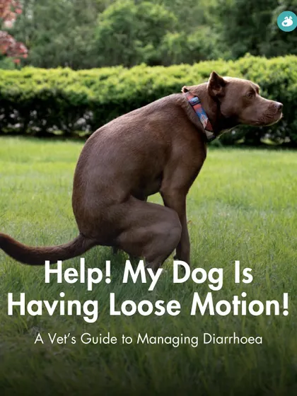 'Help! My Dog Is Having Loose Motion!' This is the title card for our vet's guide to managing diarrhea. It's a common problem, and we're here to provide calm, practical advice.