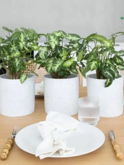 Plants can make a beautiful and natural centerpiece for your dining table. Here, a trio of Syngonium plants in matching white pots adds a touch of freshness to the dining experience.