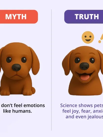 Myth: Pets don't feel emotions like humans. Truth: Science shows pets can feel a range of emotions, including joy, fear, anxiety, and even jealousy.