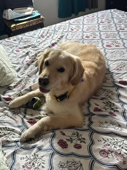Buddy making himself comfortable on the bed. He's a very adaptable dog who settles in beautifully in a home environment. He loves his toys and is ready for a game of fetch anytime.