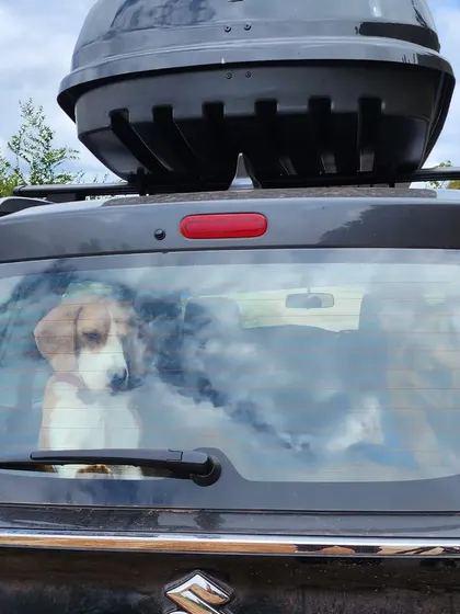 A quiet moment captured through the rear window, with our Beagle, Jeannie, watching the world go by. Road trips aren't just about the destination, but also these peaceful moments in between.