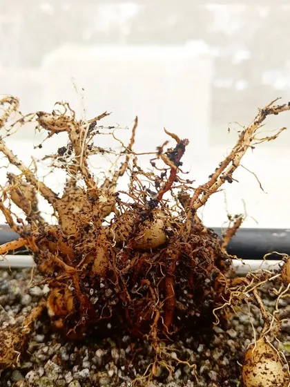 Freshly harvested turmeric root. Growing your own medicinal spices like this ensures they are pure and free from any chemicals.