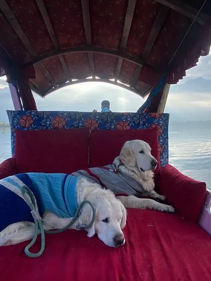 A throwback to our Kanyakumari to Kashmir trip, which included a serene Shikara ride on Dal Lake in Srinagar. This shows that even touristy activities can be dog-friendly.