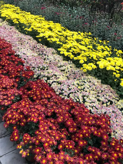 A stunning display of Guldavari in multiple colors, including deep red, pink, and yellow. I can provide these in large quantities for creating beautiful, layered flower beds.