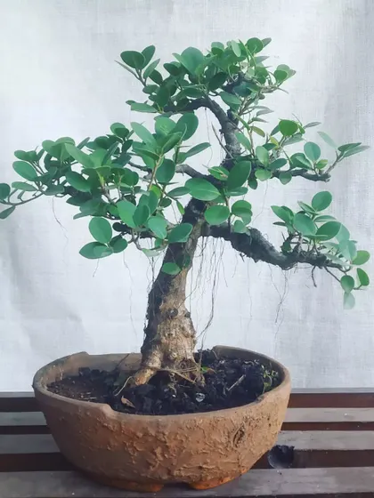 A one-foot-tall Ficus Microcarpa bonsai, showing great potential with its developing aerial roots. These are available now at our nursery.