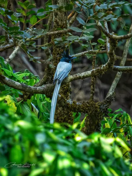 An Indian Paradise Flycatcher framed by the lush green foliage of Matheran's forests. This shot shows the bird in its natural, verdant habitat.