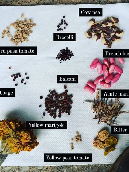 Getting ready for our winter garden challenge. This is my collection of seeds, including red pusa tomato, broccoli, French beans, and different types of marigolds, all ready to be sown.