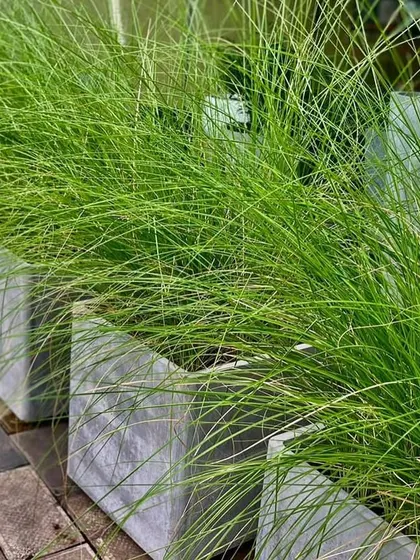 Ornamental grasses in modern square planters, adding texture and movement to a paved area.