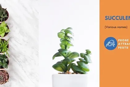 Succulents are very popular, but they are not immune to problems. They can be prone to attracting pests like mealybugs if not cared for properly.