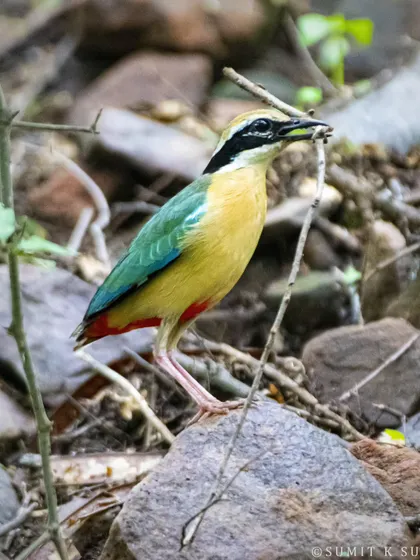 An Indian Pitta has found the perfect twig. During nesting season, these birds are meticulous in selecting materials to build a sturdy home for their family.