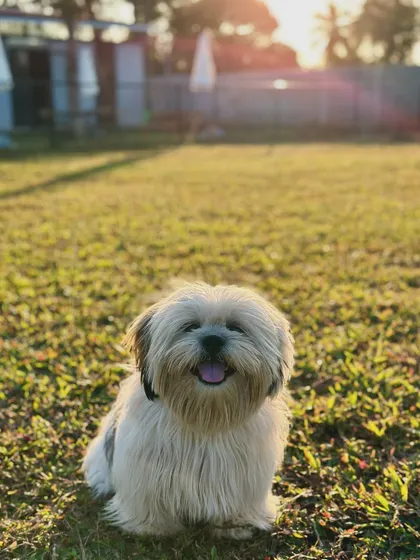A fluffy Lhasa Apso enjoying the golden hour light. Every dog looks their best at The Pawsome Camp.