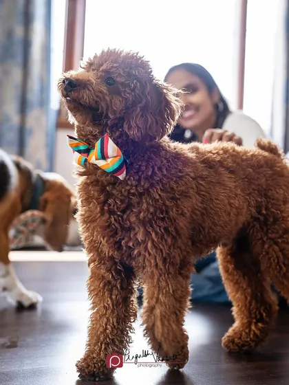 A duplicate of the Poodle in a bow tie, a perfect example of how the pet is the main character in these family sessions.