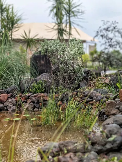 A closer look at the water body we designed for the resort at Tipeshwar Wildlife Sanctuary. The landscaping is inspired by the wild, using rocks and native grasses to blend seamlessly with the surroundings.
