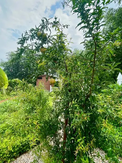 Where every leaf tells a story of growth. This image shows a thriving pomegranate tree in a vegetable garden, surrounded by a rich tapestry of other green plants.