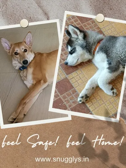 An Indie dog and a Husky puppy resting साइड-by-side. It's heartwarming to see them feel so safe and comfortable together.