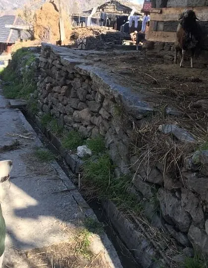 Exploring a rustic village in the mountains. This kind of exposure helps dogs get used to different sights, sounds, and even other animals like these sheep.