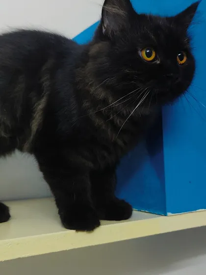 Olive, the beautiful black cat, looking intently at something. Her glossy coat and bright eyes are captivating.