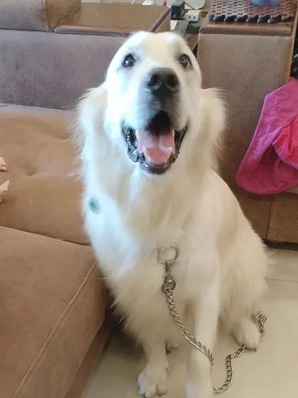 A happy smile from a beautiful Golden Retriever after a full grooming session. I ensure even large dogs feel relaxed and look their best.