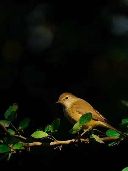 A duplicate of the warbler in the shadows, a moody and atmospheric shot.