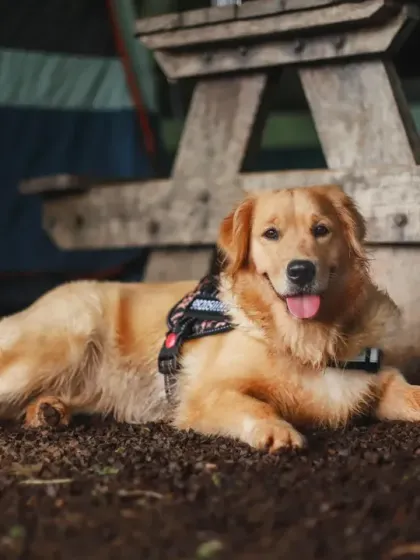 A beautiful golden retriever relaxes by a picnic table at a campsite, perfectly content in the great outdoors.