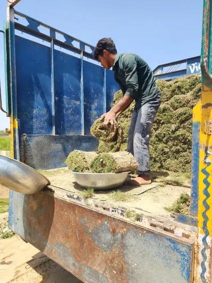 A worker loads a fresh roll of turf onto the truck. We take pride in delivering a product that is green, healthy, and ready to plant.