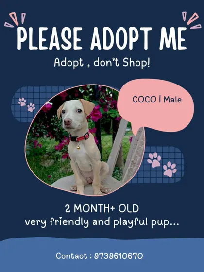 Please adopt Coco. This poster tells the story of a brave little survivor. He is a 2 month old male pup in Bangalore, ready for a fresh start in a loving home.