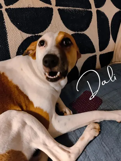 Dali has the most expressive face. She's a gentle soul who loves to be close to you.
