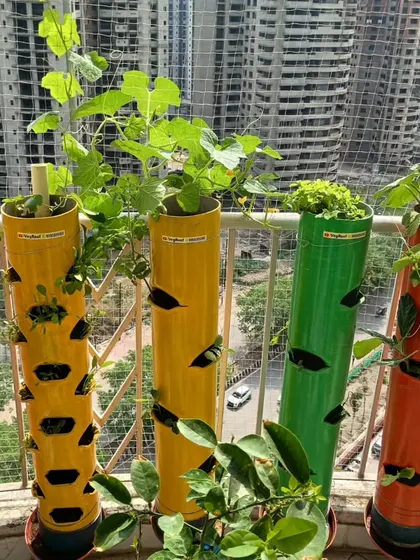 This is what urban gardening looks like. Even in a high-rise apartment with a small balcony, you can create a vibrant, productive garden. These colorful towers bring life to the concrete jungle and fresh food to your plate.