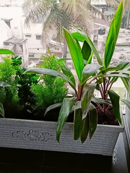 This is a duplicate of image 57. A close-up of a planter at Meena Regalia, featuring a mix of Cordyline and Asparagus Fern. This combination provides interesting textures and heights, adding depth to the balcony garden design.