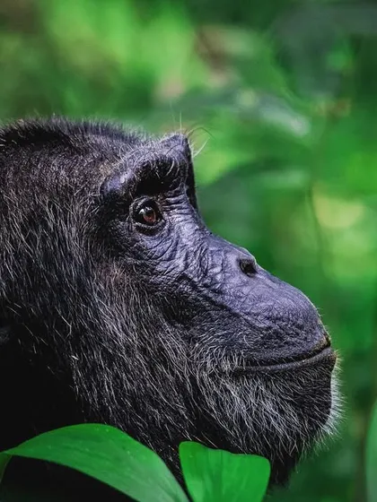 A portrait of a chimpanzee in the dense green foliage of its habitat. The thoughtful expression and human-like eyes create a powerful connection with the viewer.