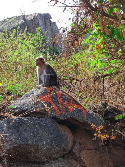 Another shot of the pensive monkey at Nijagal Betta, a reminder that we are visitors in their home.