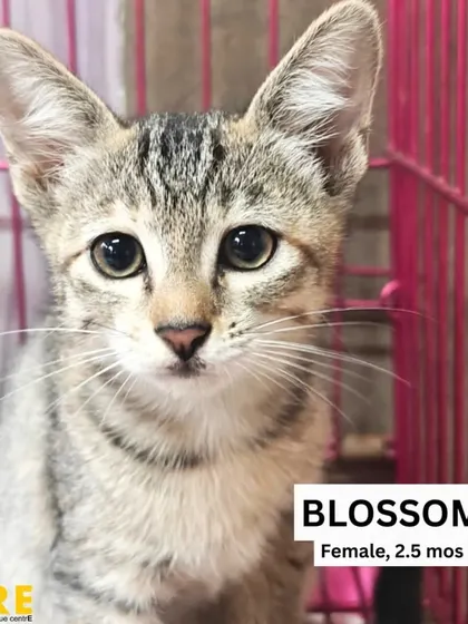 This is Blossom, a sweet 2.5-month-old female kitten. She has a gentle soul and loves a good cuddle. She's looking for a calm and loving home where she can feel safe and cherished.