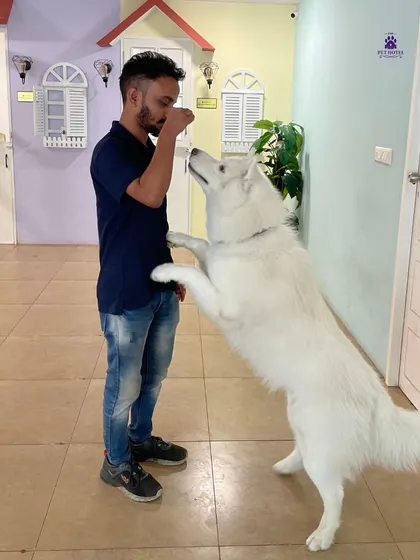 Positive reinforcement is part of our daily interaction. A handler rewards a well-behaved guest with a treat during a training moment.