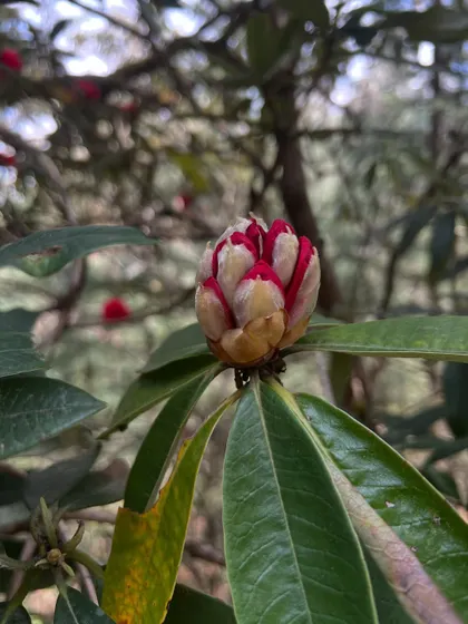 The delicate bud of a rhododendron, about to bloom. Nature teaches us about patience, timing, and the beauty of unfolding.