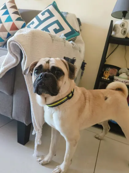 A profile shot of Puggu in his new home. He is neutered, vaccinated, and dewormed.