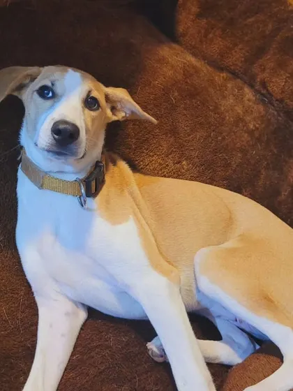 This lovely Indie pup with one blue eye is a real head turner. He is a playful and affectionate young dog looking for a family to grow up with.