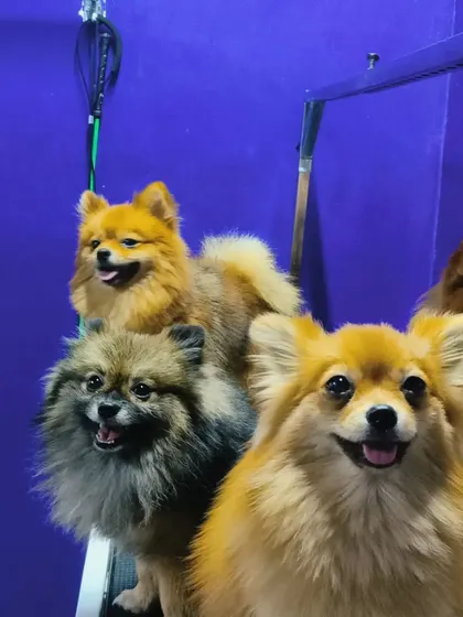 A happy, smiling group of fluffy Pomeranians.