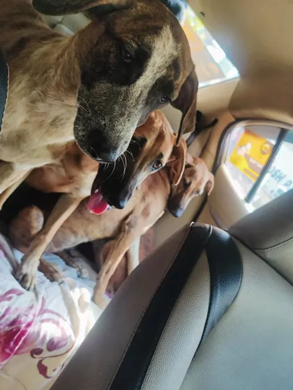 An indie battalion on the way to their forever homes. It's a privilege to be a part of their journey from the street to a loving family.