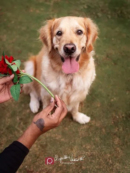 Will you accept this rose? A sweet and romantic gesture from a very handsome Golden Retriever. Outdoor settings are perfect for these creative and fun photo ideas.
