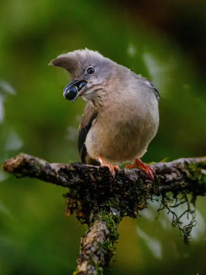 The Stripe-throated Yuhina, caught here with a berry. Its upright crest and striped throat are key identification marks.