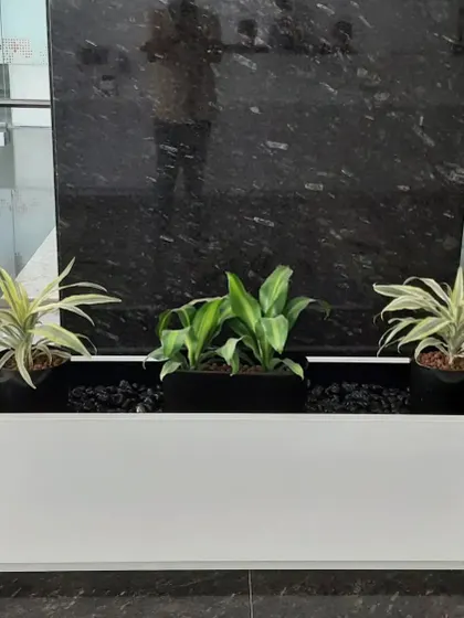 A modern white rectangular planter with three assorted plants against a black marble wall, creating a sophisticated and clean look for a reception area.
