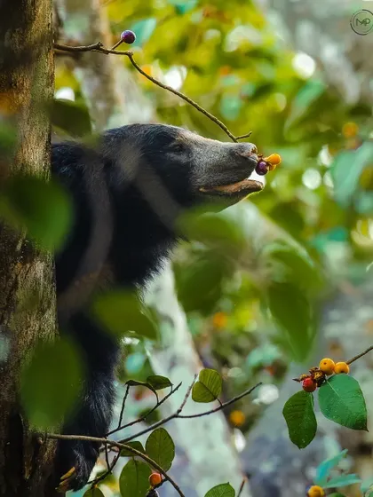 The sloth bear reaches for a cluster of figs, its long snout perfectly adapted for foraging. The soft green background highlights this unique treetop behavior.