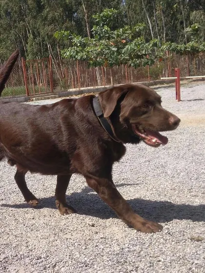 A Chocolate Labrador explores the grounds, enjoying its vacation. Our pet resort is a home away from home for your beloved dog.