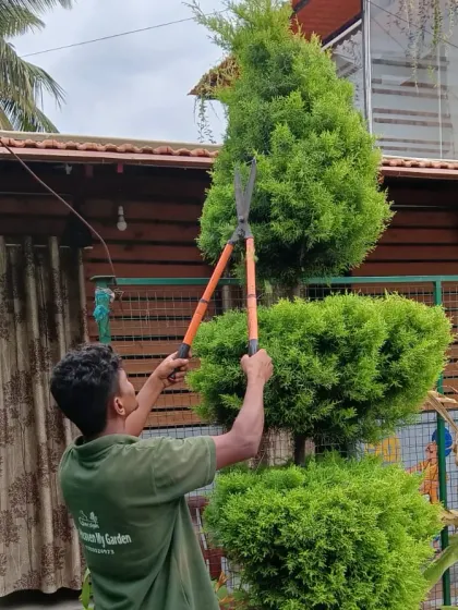 Our skilled gardeners take great care in their work. Here you can see one of our team members doing plant shaping, carefully trimming a topiary tree to maintain its perfect form.