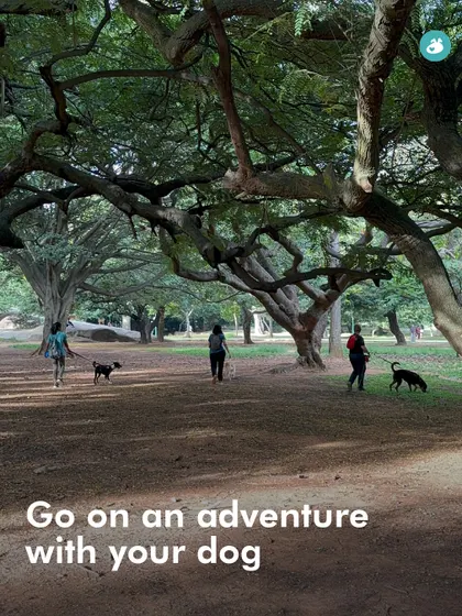 A group of participants and their dogs exploring Cubbon Park during our Treasure Hunt. It's a great way to experience a familiar place in a new way.