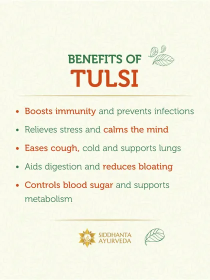 Tulsi, or Holy Basil, is a sacred herb with incredible healing properties. I recommend it to boost immunity, relieve stress, and support metabolism, as outlined in this list of its benefits.