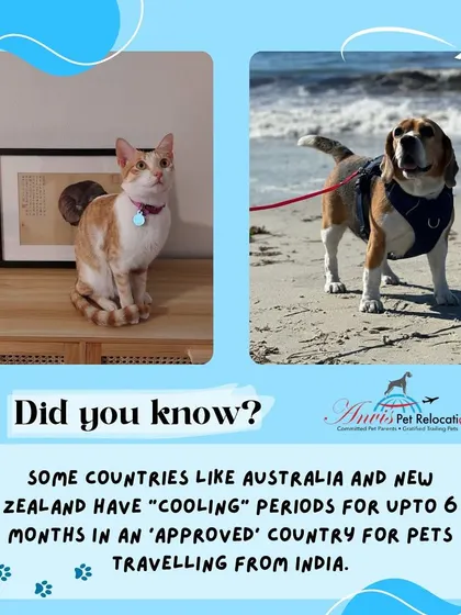 Did you know that countries like Australia and New Zealand have "cooling" periods? This means pets from India may need to spend up to 6 months in an approved country before final entry. Planning ahead is key.